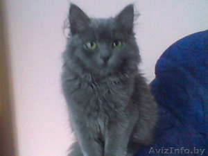 необходим партнёр для кошки!  #370308