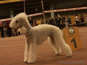 Щенки бедлингтон-терьера #233873