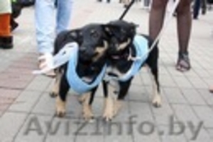 2 прекрасных щенка Соня и Алиса  #378456