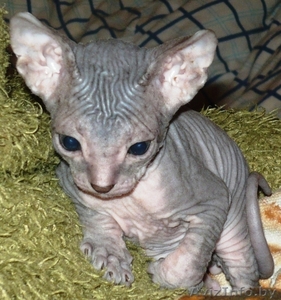 Котята на развес #375357