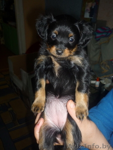 Той-терьер длинношерстный #376287