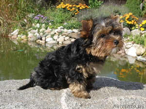 Йокширский терьер #382387