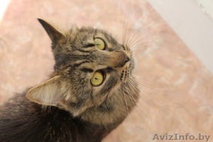 Молоденькая кошка Печенька,  самая лучшая в мире - в добрые руки! #379716