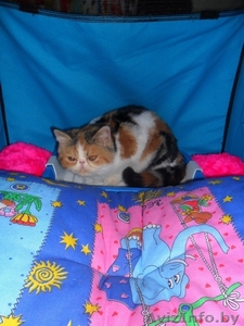 ЭКЗОТИЧЕСКАЯ ЭКСТРЕМАЛЬНАЯ КОШЕЧКА #377288