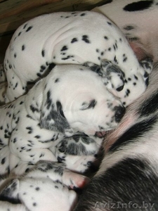 Предлагаем щенков далматина #395219