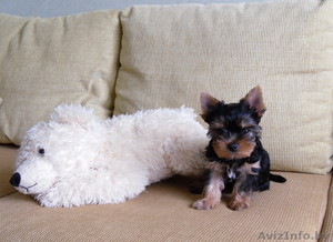 щенки йоркширского терьера мальчишки #372309