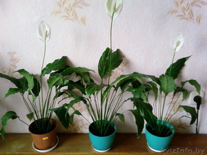 Спатифилум детки #374050