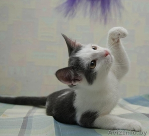 ДАРОМ кошечка красавица-ласковая #389039