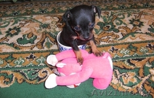 Той терьер,  девочка щенок #387778