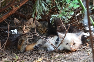 Отдам в добрые руки котят (1 месяц) #376050