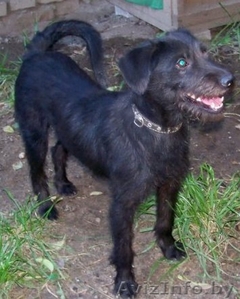 Жужик - щенок в дар!!! #389398