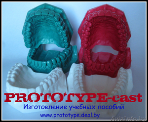 Изготовление модели зубочелюстной системы человека #403298