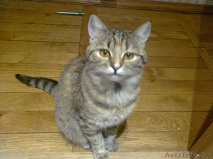 Потерялась кошка #423364