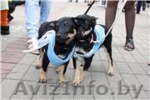 Щенок в надежные руки #401546