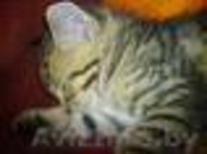 Отдам котенка-мальчика в хорошие руки #407399