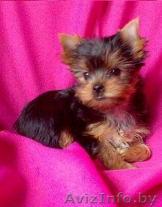 милашки девочки йорки #417802