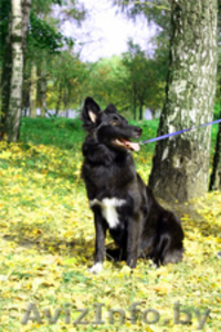 Комнатная собачка-компаньн в добрые руки! #400942