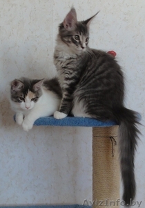 Котята Мэйн Кун #415413