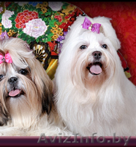 стрижка ши-тцу, йорков,  мальтийских болонок  #412271
