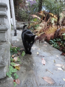 Грациозная Молли ищет хозяев! #409849