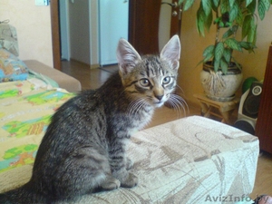 оттам в дар в добрые руки #401599