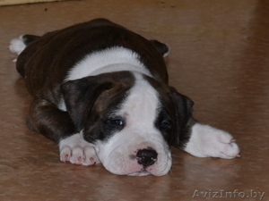 Американский стаффордширский терьер щенки #417132