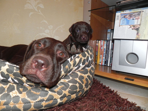 Элитные щенки лабрадора шоколадного окраса #406465