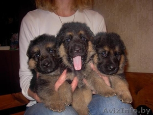 продам щенков немецкой овчарки (породные) #402256