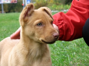 Щенок мальчик в ответственные руки #409449