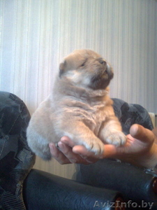 Чау-чау щенки продам #406654