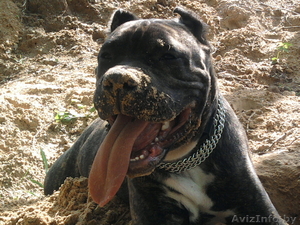 Американский стаффордширский терьер ищет заботливых хозяе #402875