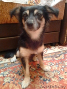 Отдам собачку в хорошие руки! #420907