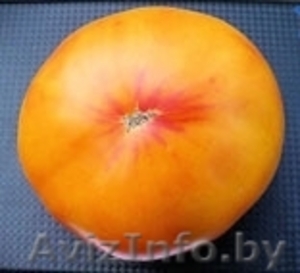 Семена томатов. 330 сортов. #399744