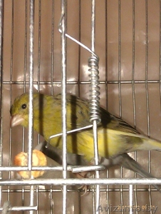 продажа канарейки #401334