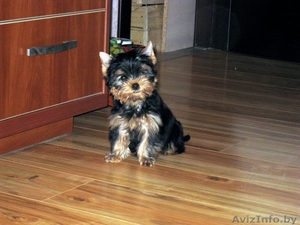 Йоркширский терьер,  перспективный щенок #392582