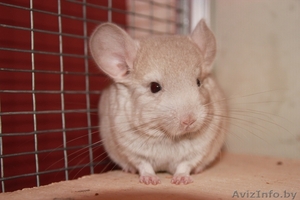 Шиншилла мальчик 2 месяца бежевый окрас #396720