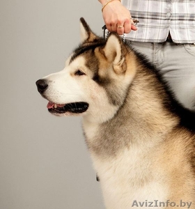 Аляскинский маламут - щенки #412622