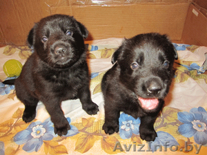 Щенки немецкой овчарки. #417083