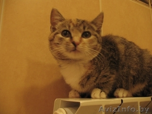 Ласковые котята в добрые руки #418552