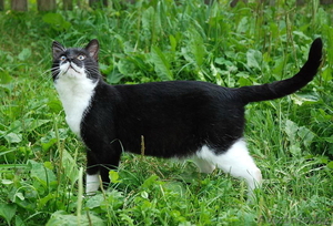 Кот в сапогах ищет заботливого хозяина. #422132