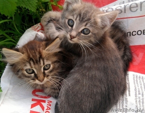 Дарю котят в хорошие руки #398146