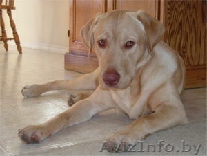 Найден ЛАБРАДОР ретривер! #407720