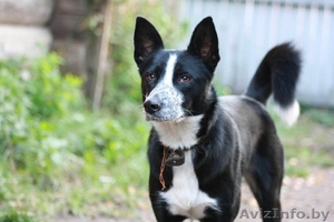 Минск. Тина – небольшая изящная собачка ищет дом. #398557