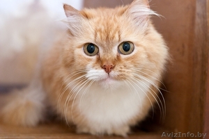 НИКОЛЬ - пушистая солнечная ласкушка и мурчалка в дар! #409456