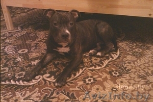 Амстафф,  8 мес. В дар. #424610