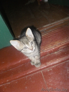 отдам котят с доставкой на дом #410819