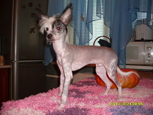 Предлагаю китайской хохлатой щенки #95687