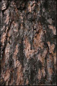 Кора-материал для отопления #413463