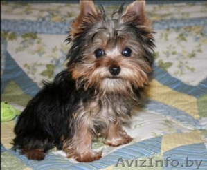 Йоркширский терьер щенки для свободного #413926