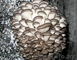 Грибы Вешенка свежие, мороженные,  опт, розница, фасовка. #444938